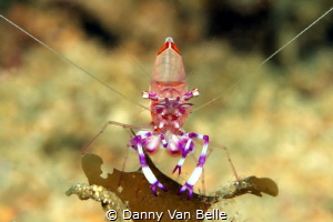 Shrimp head on by Danny Van Belle 
